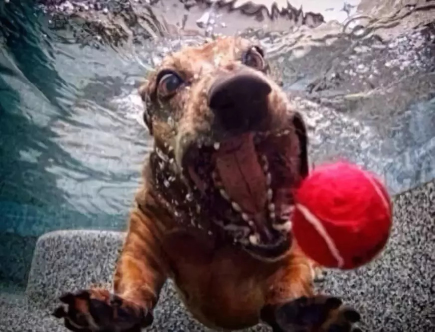 哈士奇好玩的特征,哈士奇神奇操作