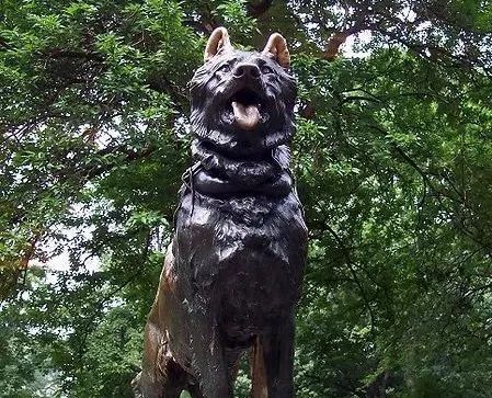 哈士奇好玩的特征,哈士奇神奇操作