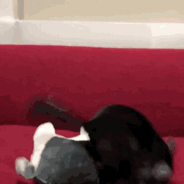 养龙猫的十大坏处,什么人最适合养龙猫