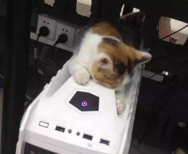 土猫真的好养吗,土猫就不可以养吗