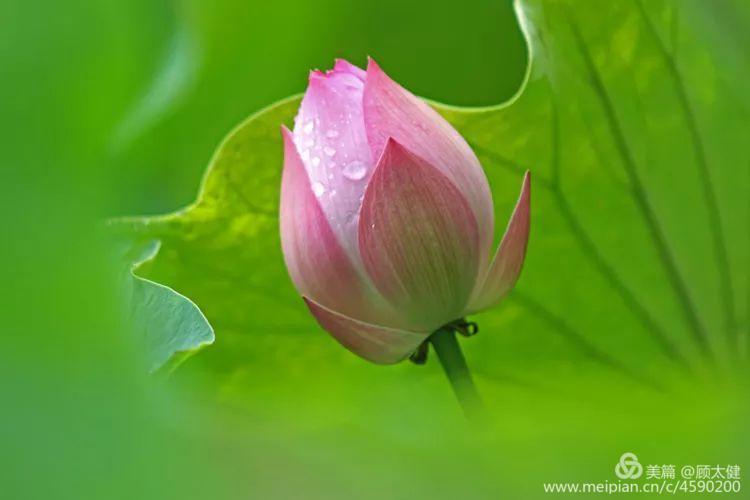 《白浪情丰收节、中秋节、国庆节休闲晚会》优秀作品选登