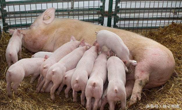 刚出生小猪陆续死亡怎么办,哺乳母猪吐血死亡是什么病