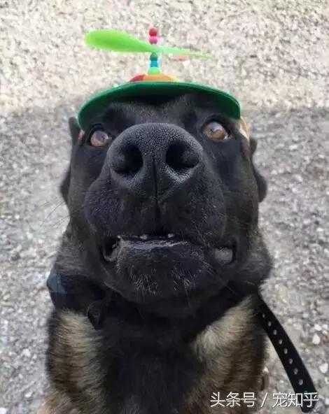 养马犬的十大优缺点,养马犬一般是拿来干嘛