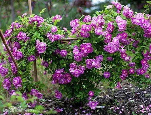 蓝紫色月季品种,39种紫藤品种