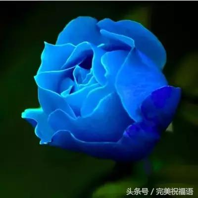 十一送鲜花,十一朵玫瑰送朋友