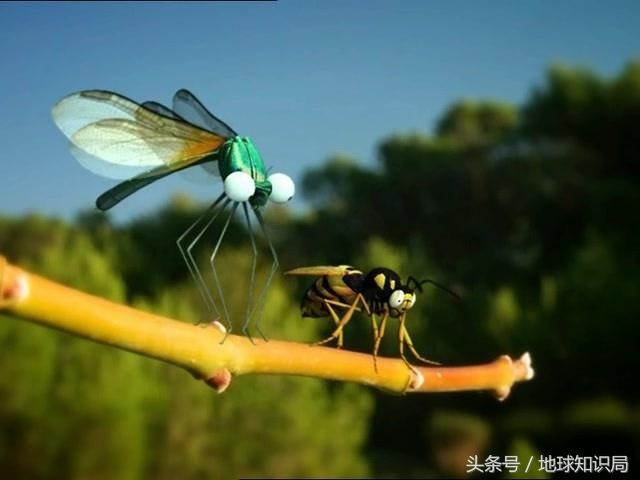 地球上最可怕的虫子,世界上最可怕的而且最厉害的虫子