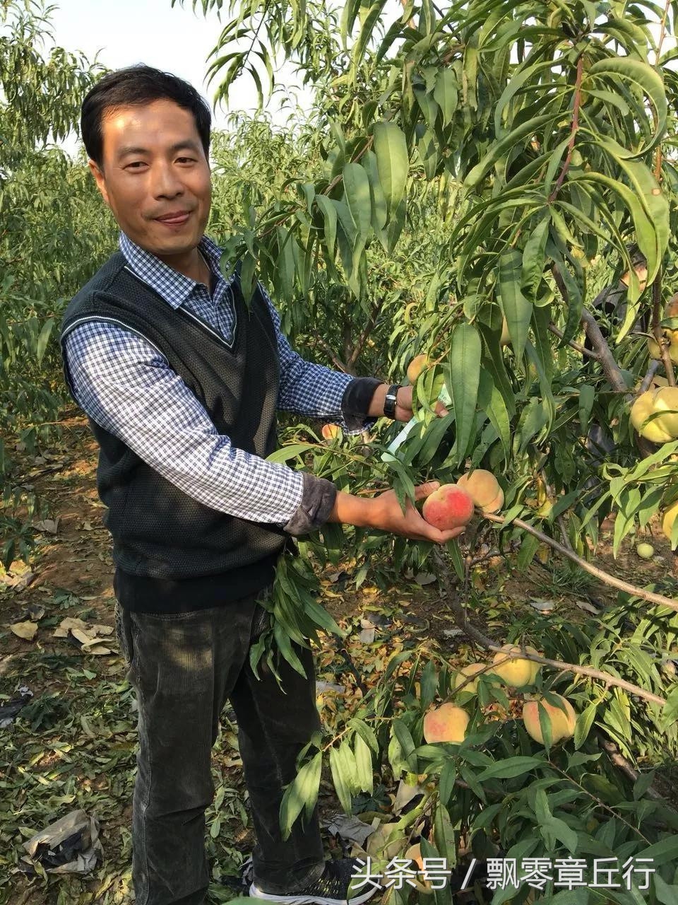 水蜜桃采摘园章丘,章丘祖营坞玉泉蜜桃采摘园