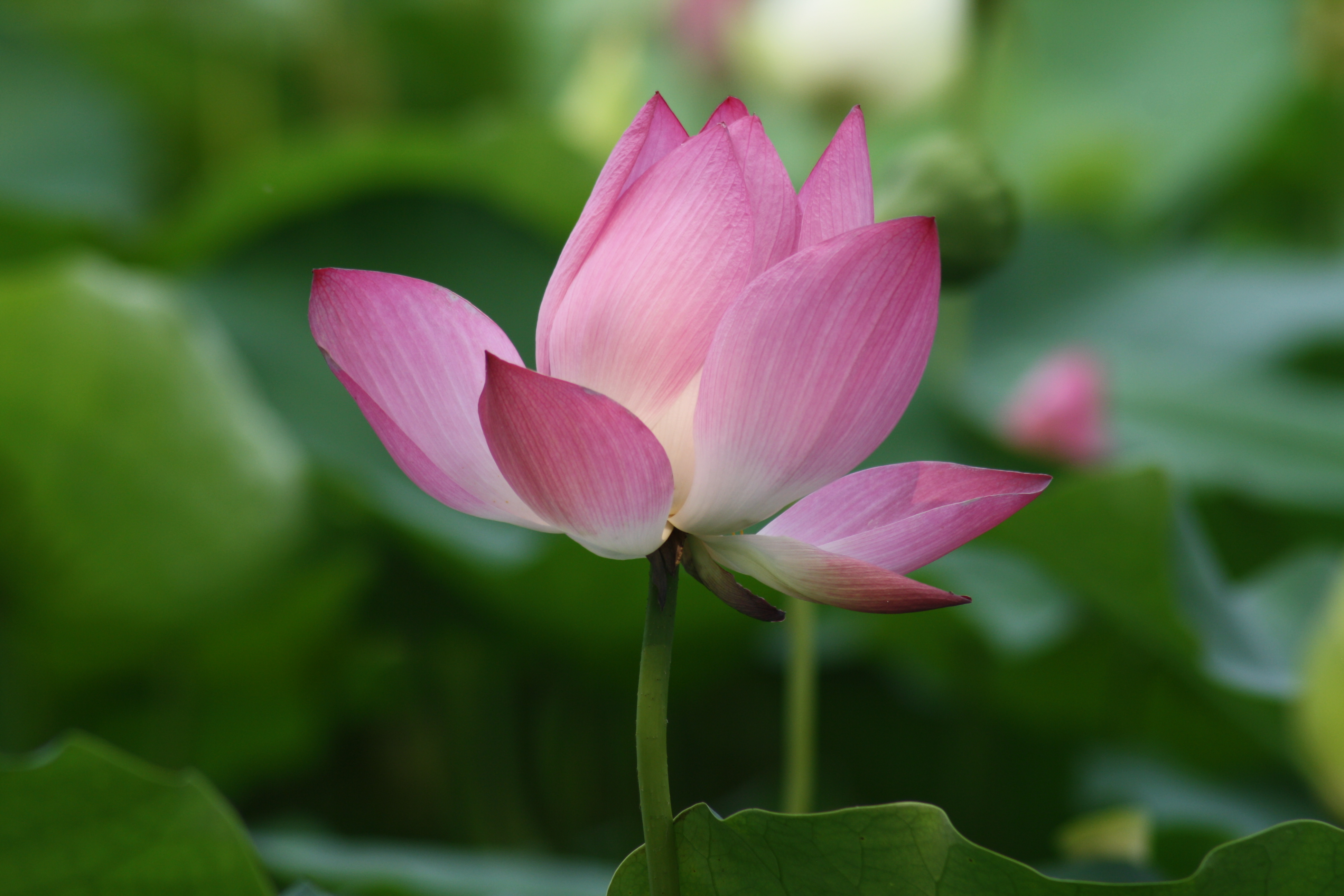 领导要利用你对付刺头你要怎么做,刚当上领导怎样应对刺头