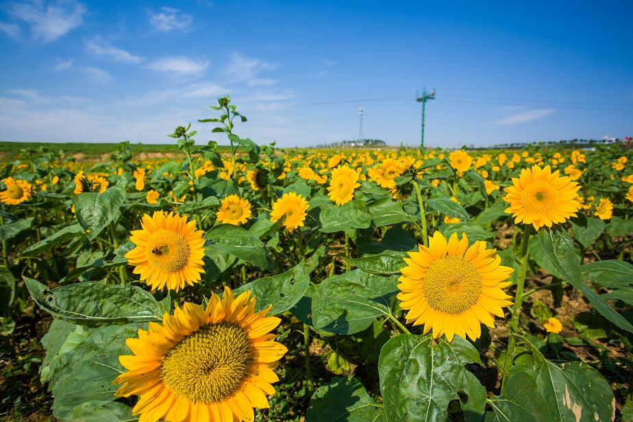 日照花仙子风景区现在能去吗,日照花仙子旅游景区2024年开放吗