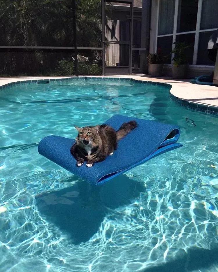 喵星人果然是液体的「科瑞卡爱宠」