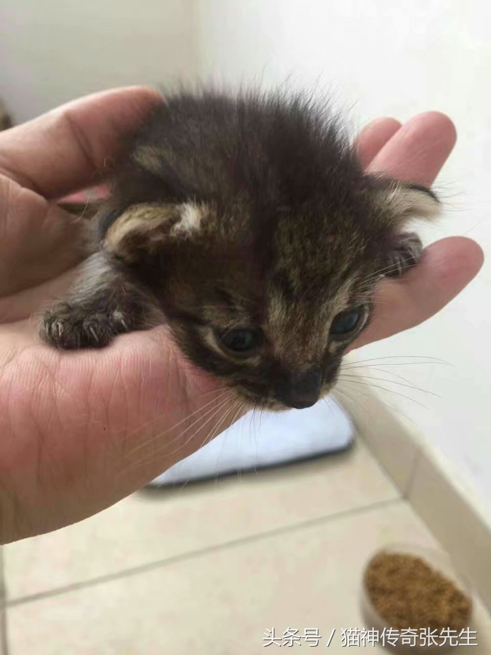 怎么人工喂小猫崽,如何人工喂猫