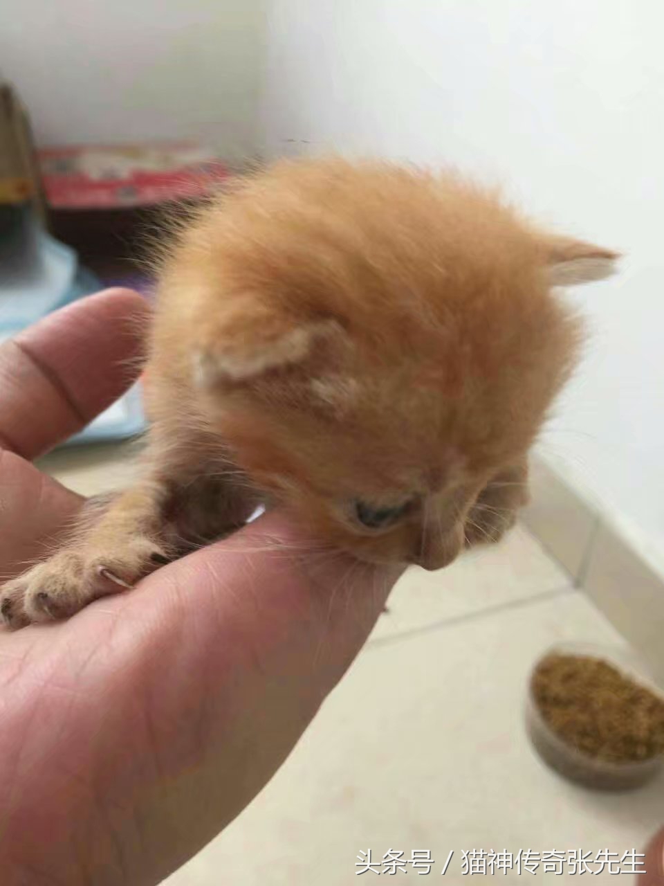 怎么人工喂小猫崽,如何人工喂猫