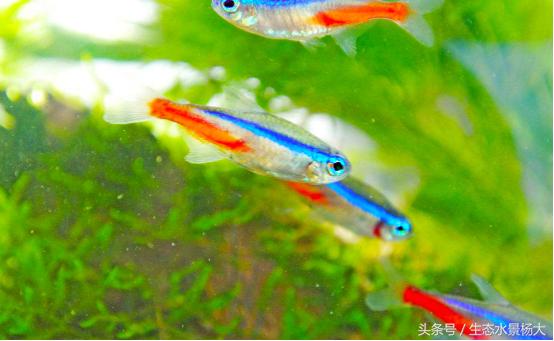 常见小型观赏鱼种类介绍,群游性极好的小型观赏鱼