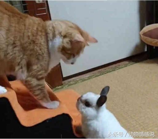 猫咪一直调皮忍不住揍了它,猫咪经常去猫砂盆扒拉几下就走