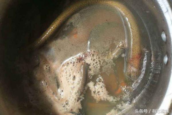 温州黄鳝怎么腌制不会有腥味,黄鳝如何去除膻味