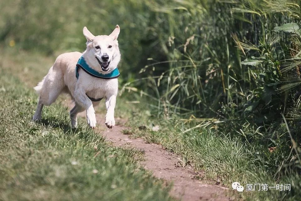 遇到流浪狗怎么防止被狗咬,被流浪狗追如何自救