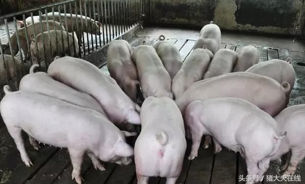 怎样选择母猪和养好母猪,母猪怎么挑选苗