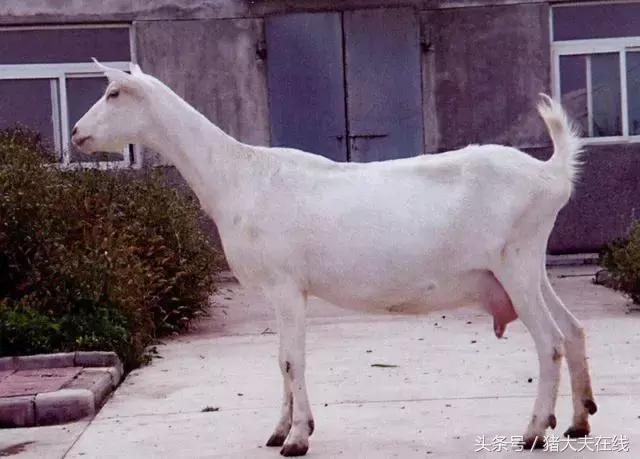 这么多羊看看你养的是哪一种?其他的你又认识几种?