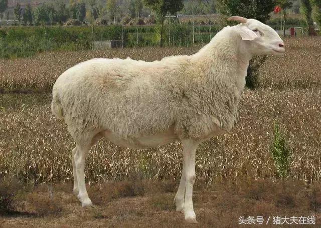 这么多羊看看你养的是哪一种?其他的你又认识几种?