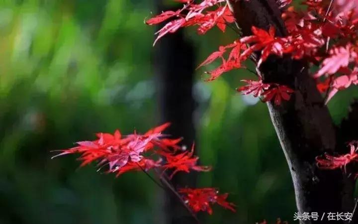 西安秦岭自驾一日游免费景点,西安出发一小时深藏秦岭山水秘境