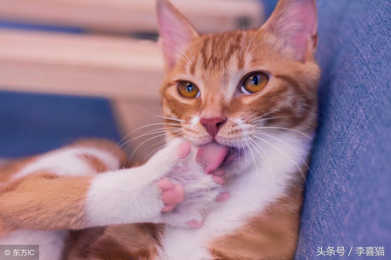 猫咪太凶不让剃毛怎么办,猫咪太温柔怎么让它凶一点