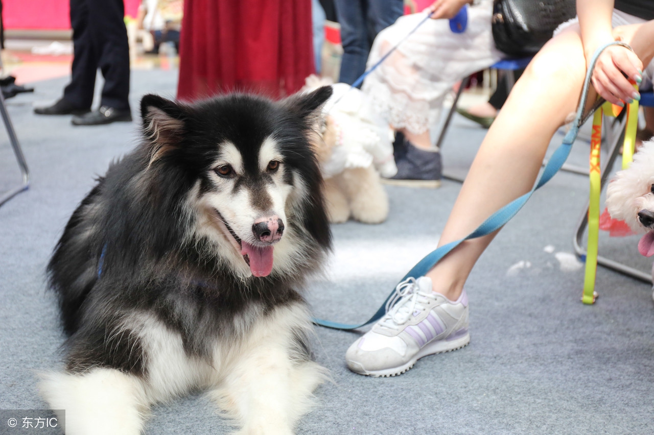 5种鲜为人知的对狗狗有益的补品,阿拉斯加5个月毛发变得很粗糙