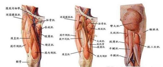 健康的腿部肌肉锻炼方法,要想腿好腿部锻炼不能少原视频
