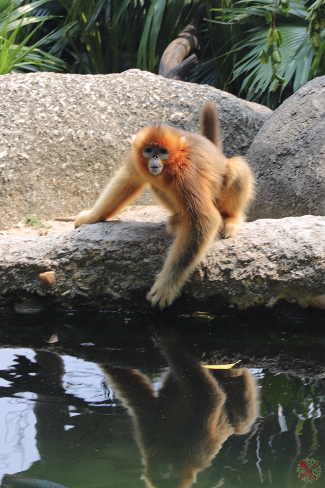 广州长隆乐园最全游玩攻略,广州长隆乐园旅游攻略三天两夜