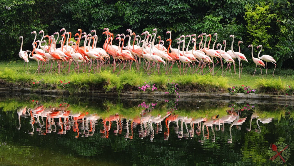 广州长隆乐园最全游玩攻略,广州长隆乐园旅游攻略三天两夜