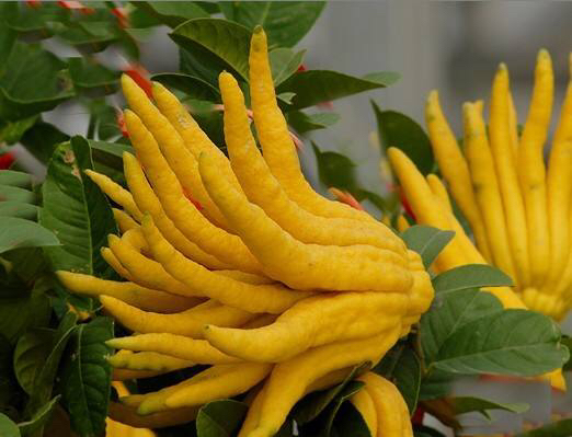 中药材佛手柑有籽吗,中药材佛手柑