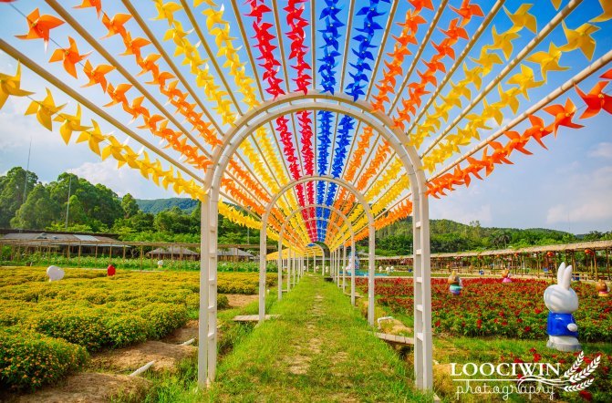 第一次采摘火龙果的体验,高明采摘火龙果