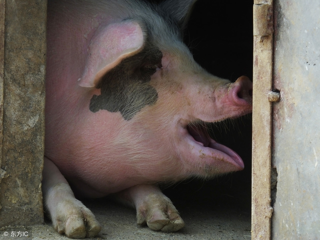 怎么知道母猪需要受孕,用什么方法能知道母猪是不是怀孕