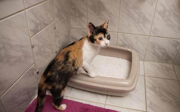 养猫必须做的几件事,养猫每天要做什么