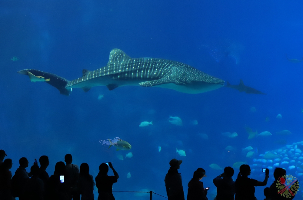 珠海长隆海洋王国企鹅馆北极熊馆,珠海长隆企鹅海洋王国攻略