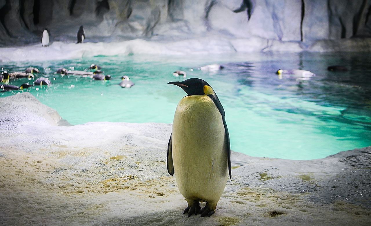 珠海长隆海洋王国企鹅三天两晚,珠海长隆海洋王国企鹅北极熊