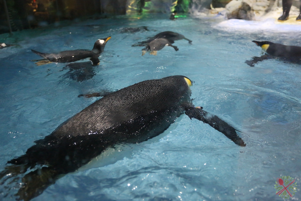 珠海长隆海洋王国企鹅馆北极熊馆,珠海长隆企鹅海洋王国攻略