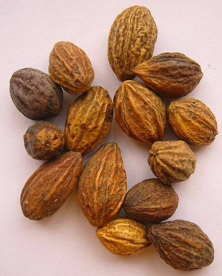 中草药诃子,中药材诃子的储存与养护