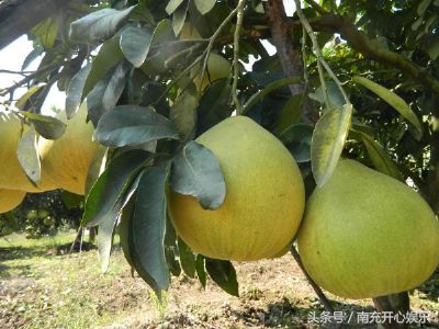 营山县有什么特产,营山县有哪些特产