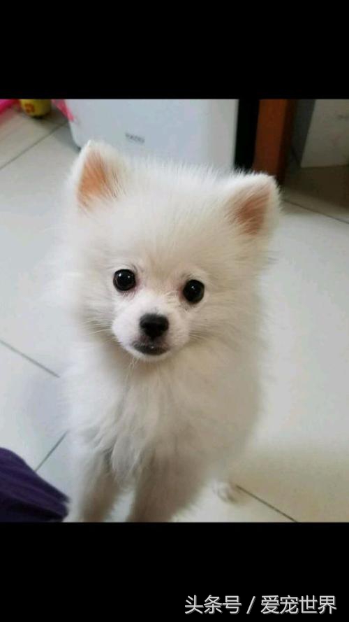 别认错了，它不是博美也不是萨摩耶