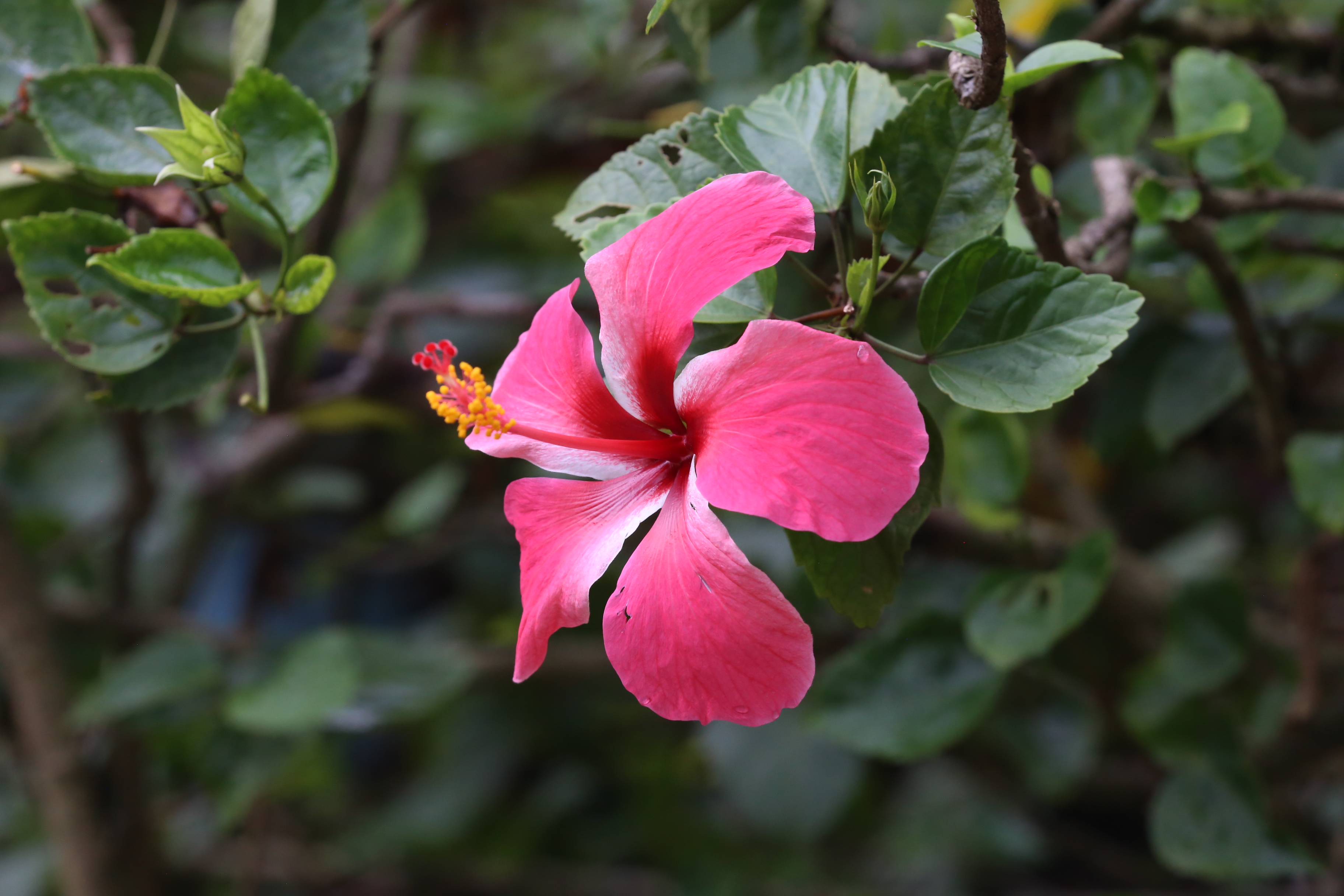 曼掌村,体验原汁原味的傣家风情