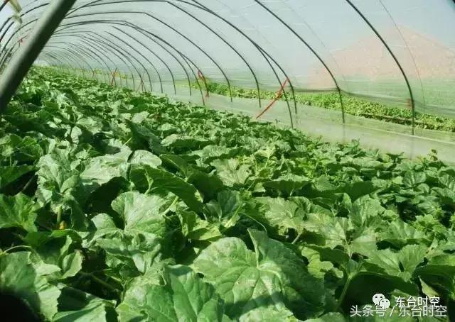 美丽乡村行东台,东台乡村振兴试点村