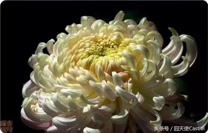 精美菊花100幅,100幅菊花国画简单