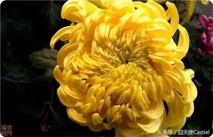 精美菊花100幅,100幅菊花国画简单