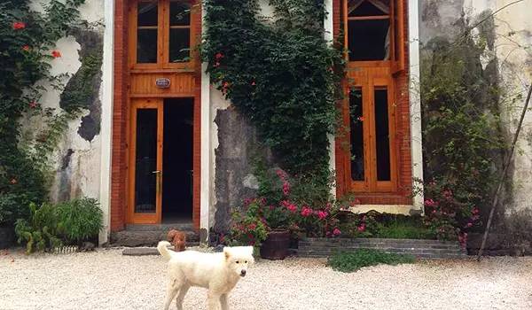 适合带着去旅行的宠物,宠物旅行攻略如何带宠物出门旅游