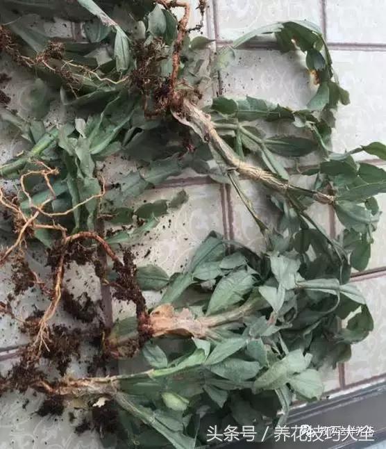 蟹爪兰长得好好的就断了怎么回事,蟹爪兰花蔫了怎么补救