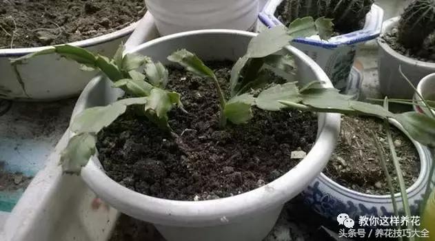 蟹爪兰长得好好的就断了怎么回事,蟹爪兰花蔫了怎么补救