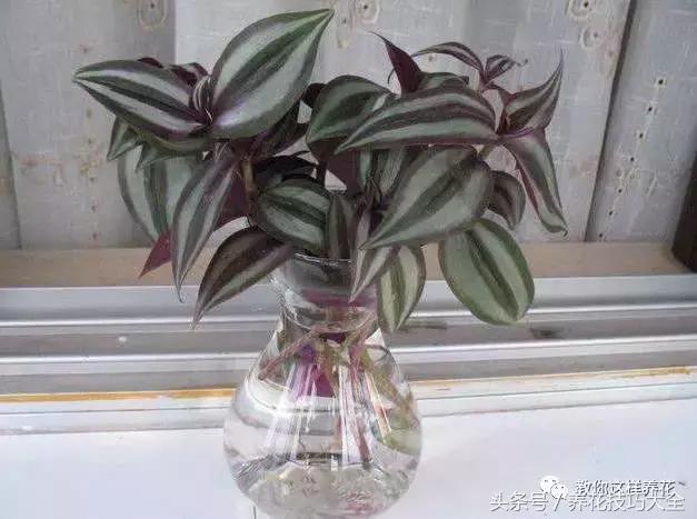 蟹爪兰长得好好的就断了怎么回事,蟹爪兰花蔫了怎么补救