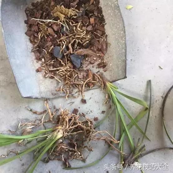 蟹爪兰长得好好的就断了怎么回事,蟹爪兰花蔫了怎么补救