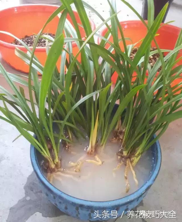 蟹爪兰长得好好的就断了怎么回事,蟹爪兰花蔫了怎么补救