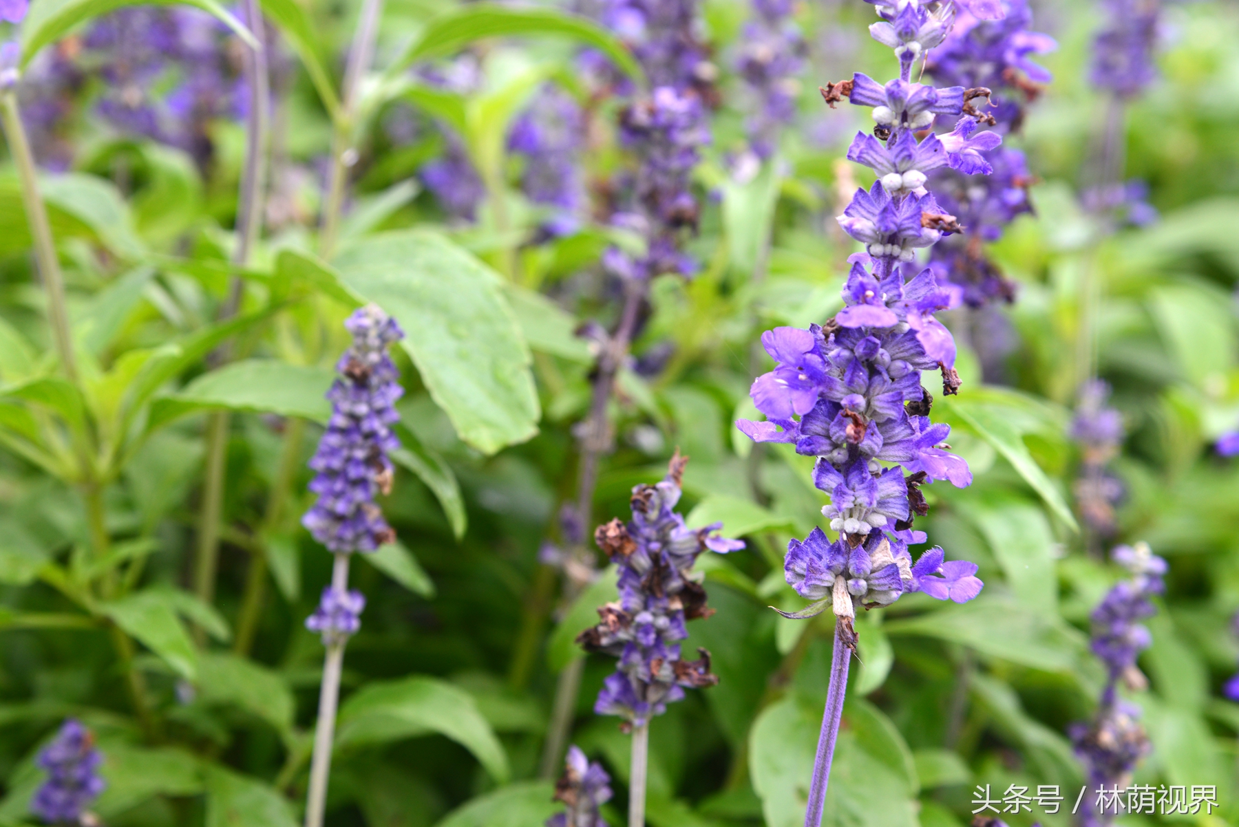 上海深度一日游,浦东金桥镇一日游